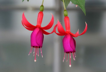 Beautiful purple Fuchsia flowers at full bloom