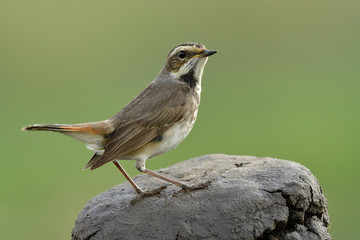 Black stripe on its chest showing that it is female of bluethroat, lovely brown bird during visiting to Thailand