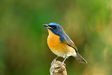 Blue and orange bird perching on tree branch over bright green bamboo forest background, Chinese blue flycatcher (Cyornis glaucicomans)