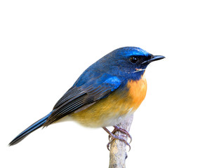 Blue bird isolated on white background, Chinese blue flycatcher (Cyornis glaucicomans)