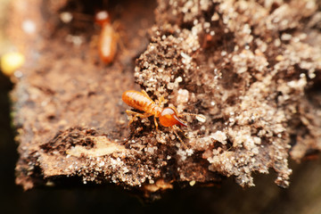 Close-up of worker termites on the forest floor