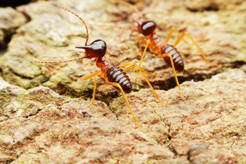 Close-up of worker termites on the forest floor
