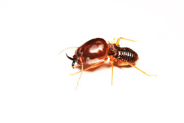 Termite on isolated whited background