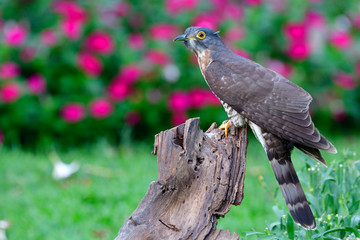 Camoflage Brown bird with yellow ring eyes perching on timber among pink flowers in fresh garden, exotic wild animal and nature