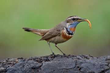 Brown bird with blue plumage on its neck carrying worm meal in its beaks with happy action, bluethroat bird