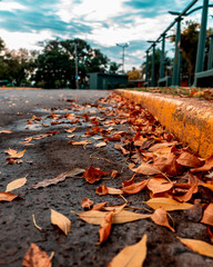 Otoño hojas secas calles vacias cuarentena