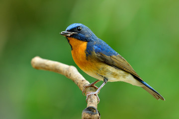 close up of blue bird with orange feathers has bent beak and wounded mandible, Chinese blue flycatcher (Cyornis glaucicomans)