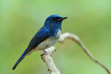 Close up of dark blue with white feathers on its belly with sharp details from head eyes bills body legs and tail, male of Hainan blue flycatcher (Cyornis hainanus)