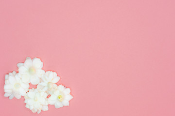 Blossom jasmine flower on pink background. 