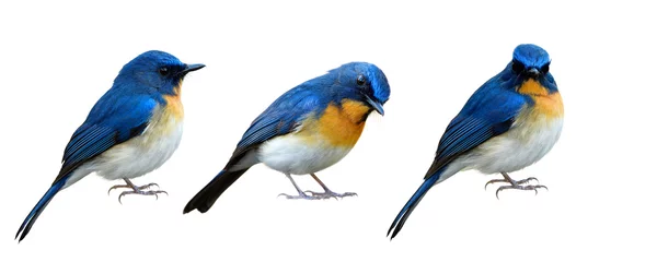Foto op Canvas Verzameling van blauwe vogels geïsoleerd op een witte achtergrond op verschillende manieren en mooie houdingen, exotisch dier © prin79