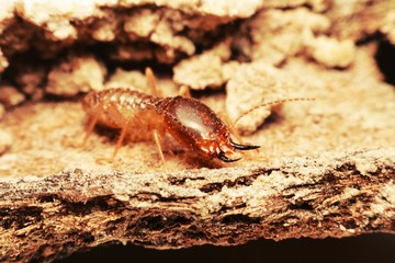 Close-up of worker termites on the forest floor

