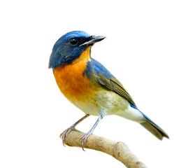 Tuinposter fascinated blue and orange bird perching on thin wood isolated on white background, Chinese blue flycatcher (Cyornis glaucicomans) © prin79