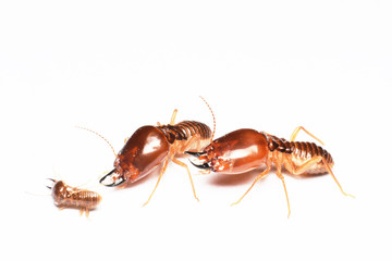 Termite on isolated whited background