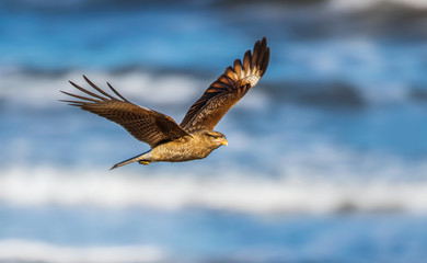 Chimango volando con las alas completamente desplegadas, con el mar desenfocado  de fondo.