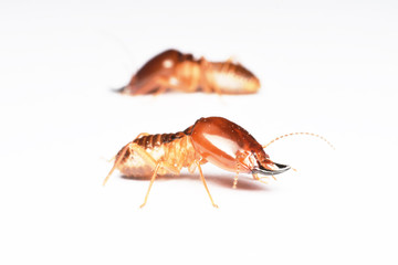 Termite on isolated whited background