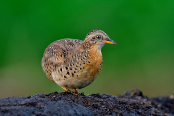 Fat bird on the dirt high with soft lighting and green environment, yellow-legged buttonquail