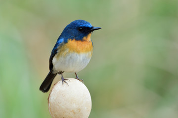 Fat blue and orange bird perching on oval chicken egg with puffy feathers and lovely stance, fascinated nature