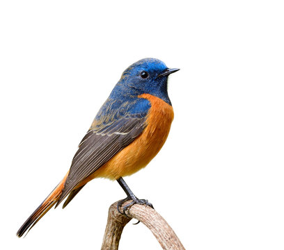 Fascinated velvet orange and blue bird perching on wooden branch isolated on white background, male of Blue-fronted Redstart (Phoenicurus frontalis)