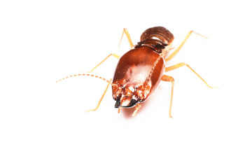 Termite on isolated whited background