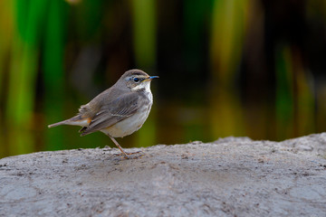 Female of Bluethroat, beautiful chubby grey bird standing on muddy spot in wetland during migration season to Thailand