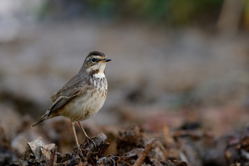 Female of Bluethroat, beautiful chubby grey bird with black breast standing on dried weed in open wetland, exotic nature