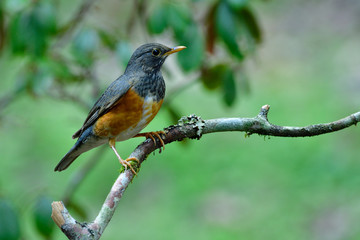 Finel brown belly with grey wings to neck and face perching on wooden branch in soft lighting in forest, Female of Black-breasted thrush (Turdus dissimilis)