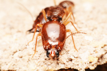 Close-up of worker termites on the forest floor
