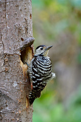 Fulvous-breasted woodpecker beautiful black and white in camouflage feathers perching on her hole nest during breeding season in Thailand