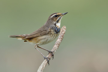 Funny bird with tail lifting while perching on wooden stick over fine blur background in meadow field, bluethroat n young plumage