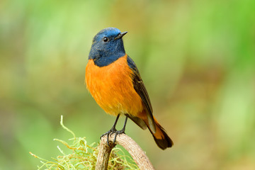 Happy blue and orange bird perching on wooden branch over fine green background, male of Blue-fronted Redstart