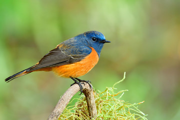 happy orange and blue bird on the branch with fat look, fascinated live animal in the wild