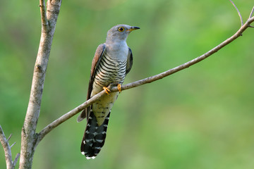 Himalayan cuckoo (Cuculus saturatus) beautiful grey bird in genus Cuculus, breeds from Himalayas...