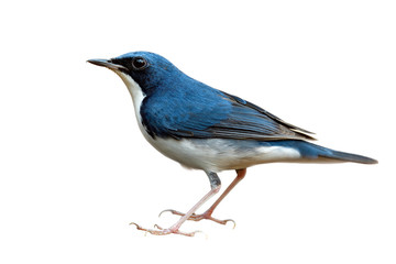 Larvivora cyane or Siberian blue robin in male sex, small passerine bird during Thailand visitting in winter mgration season isolated on white background