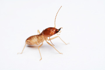 Termite on isolated whited background