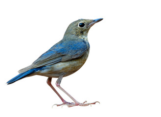 Obraz premium Little fine grey to pale blue with pink legs isolated on white background, female Siberian blue robin (Larvivora cyane)