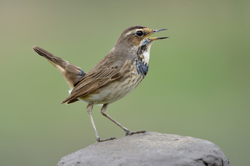 Fototapeta premium Mały brązowy ptaszek o ciemnej klatce piersiowej śpiewa o radosnej chwili przysiadając na skalnym słupie, podróżniczek w młodym upierzeniu