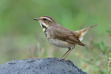 Lovely brown bird with black stripe on the chest standing over rock in meadow field, female bluethroat in charming action