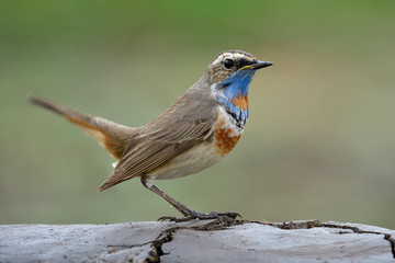 Lovely brown bird with bright blue neck wagging tail while standing on flat dirt floor over fine green background, luscinia svecica (bluethroat)