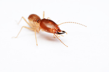 Termite on isolated whited background