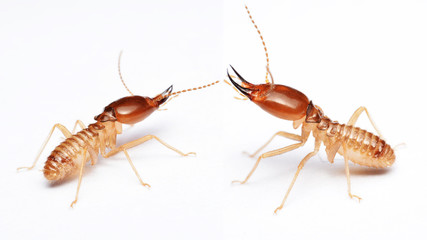 Termite on isolated whited background