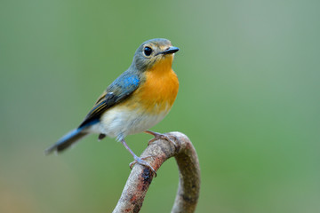 Lovely pale brown with yellow feathers on its chest bird perching on curve stick in nature, manificent female Indochinese Blue flycatcher
