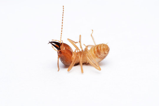 Termite on isolated whited background