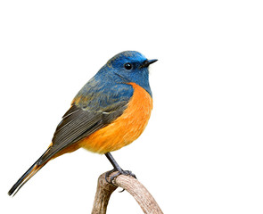 male of blue-fronted redstart, fat blue bird with orange belly perching on wooden branch isolated on white background