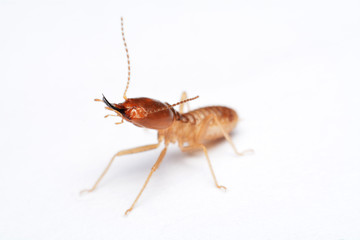 Termite on isolated whited background