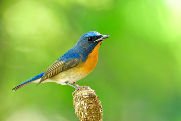 Male of Chinese blue flycatcher (Cyornis glaucicomans) beautiful natural blue and orange bird has bent beaks perching on wooden pole, fascianted nature