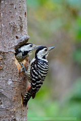 Naklejka premium mother of fulvous-breasted woodpecker percing on its nest hole with her young chicken in the hole, lovely animal family
