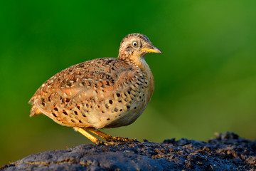 Turnix tanki, Beautiful camouflage brown with yellow legs and white eyes standing on black ground pole over soft green background, Male of Yellow-legged buttonquail