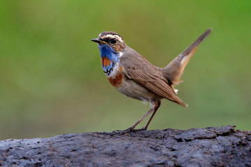  Vivid blue neck bird standing on dirt pole with tail lifting high in happy action, male of bluethroat (Luscinia svecica)