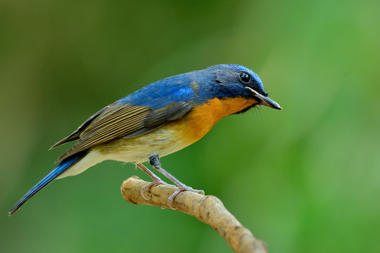 Wondering face of fascinated blue and orange bird while sitting on thn branch in soft background, Chinese blue flycatcher (Cyornis glaucicomans)