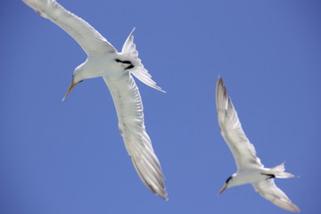 Obraz premium seagull flying in the sky